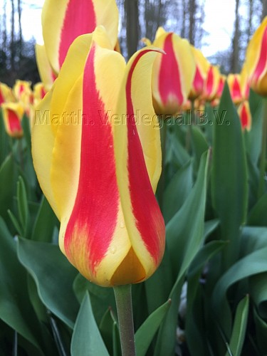 Tulipa Stresa
