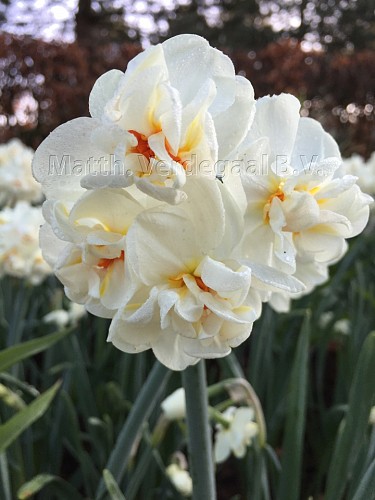 Narcissus Bridal Crown