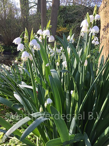 Leucojum