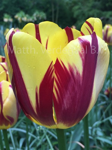 Tulipa Washington