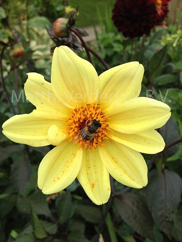 Dahlia Bishop of York