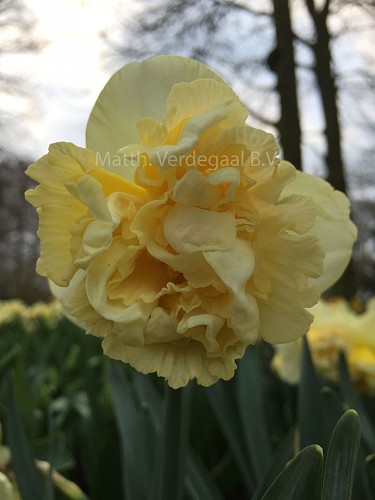 Narcissus Art Design