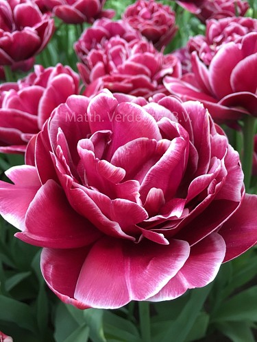 Tulipa Dream Touch