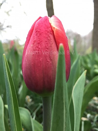 Tulipa Kung-Fu