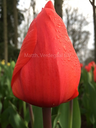 Tulipa Lalibela