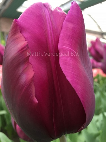 Tulipa  Purple Rock