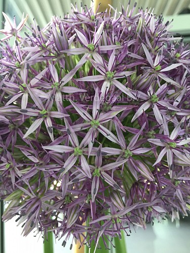Allium Globemaster