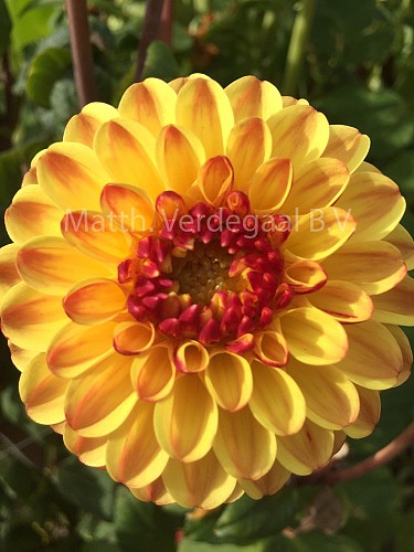 Dahlia Bronze Queen