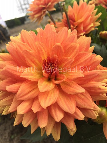 Dahlia Vincent