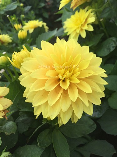 Dahlia Cezanne