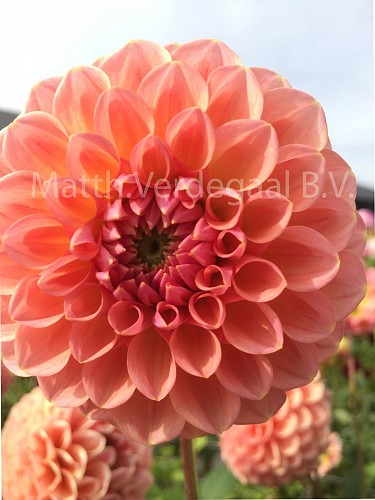 Dahlia Linda\'s Baby