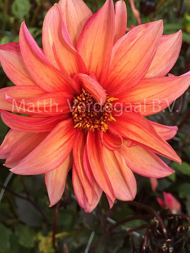 Dahlia Menton