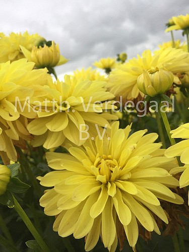 Dahlia melody Latin
