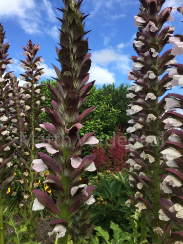 Acanthus