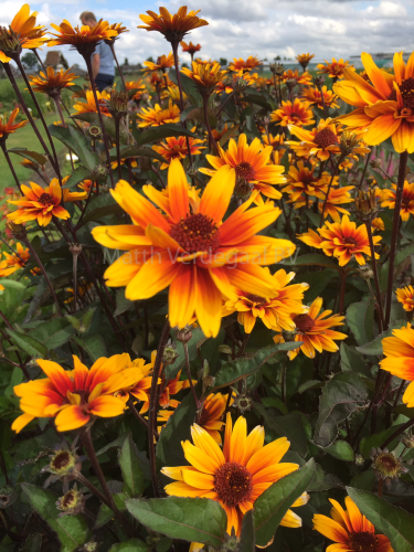 Heliopsis