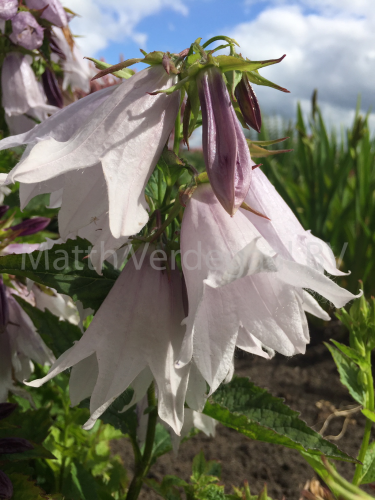 Campanula