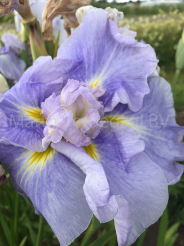 Iris