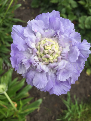 Scabiosa