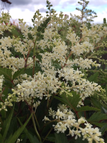 Astilbe Fireworks