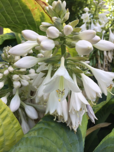 Hosta