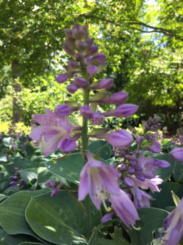 Hosta
