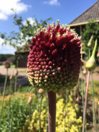 Allium