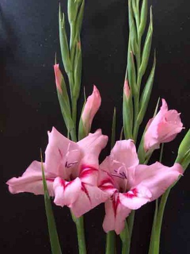 Gladiolus nanus