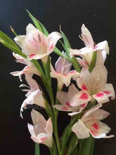 Gladiolus nanus Carine