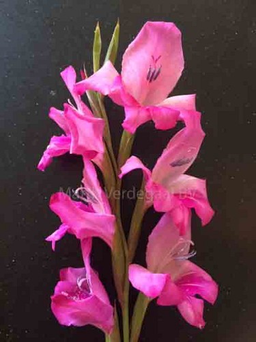 Gladiolus nanus Charm