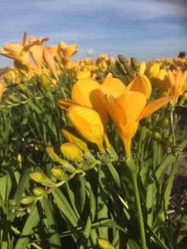 Freesia Yellow