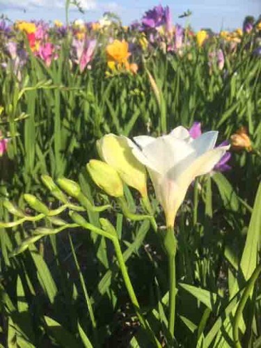 Freesia White