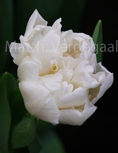 Tulipa Northcap