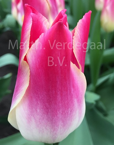 Tulipa Whispering Dream