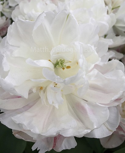 Tulipa Cotton Candy