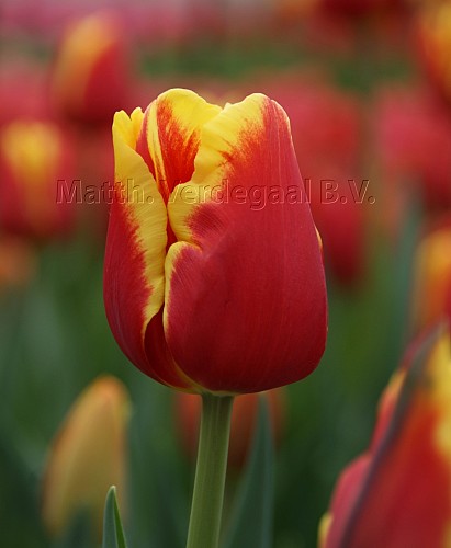 Tulipa Denmark
