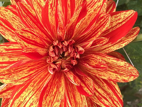 Dahlia Neo