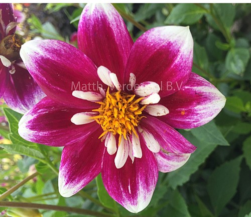 Dahlia imp Fabula
