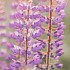 Aida